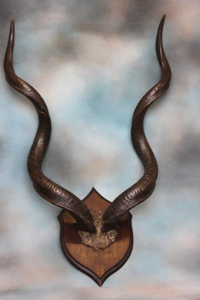 Pair of Kudhu Horns.